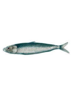 Plato de sardina azul cristalino
