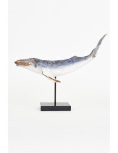 Ballena marina con base