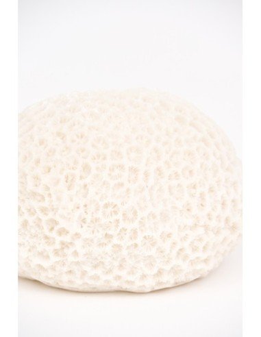  Coral blanco marino 