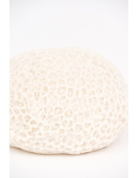  Coral blanco marino 