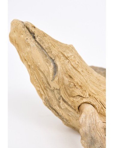  Cabeza de ballena de madera 