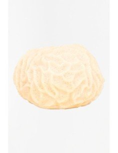 Coral pequeño decorativo 