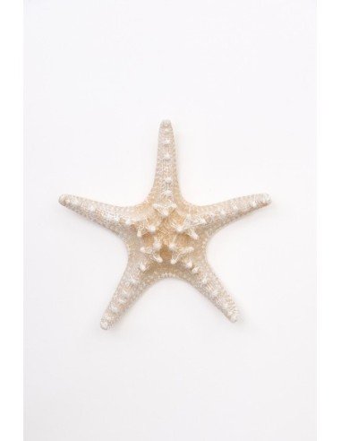  Estrella de mar blanco 