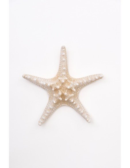  Estrella de mar blanco 