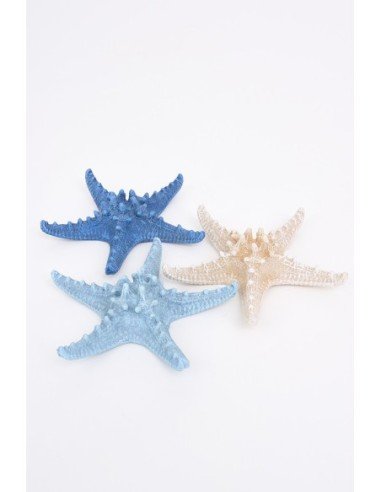  Conjunto de estrellas marinas 