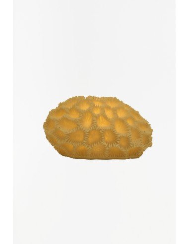 Lampara coral