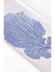 gorgonia azul  2