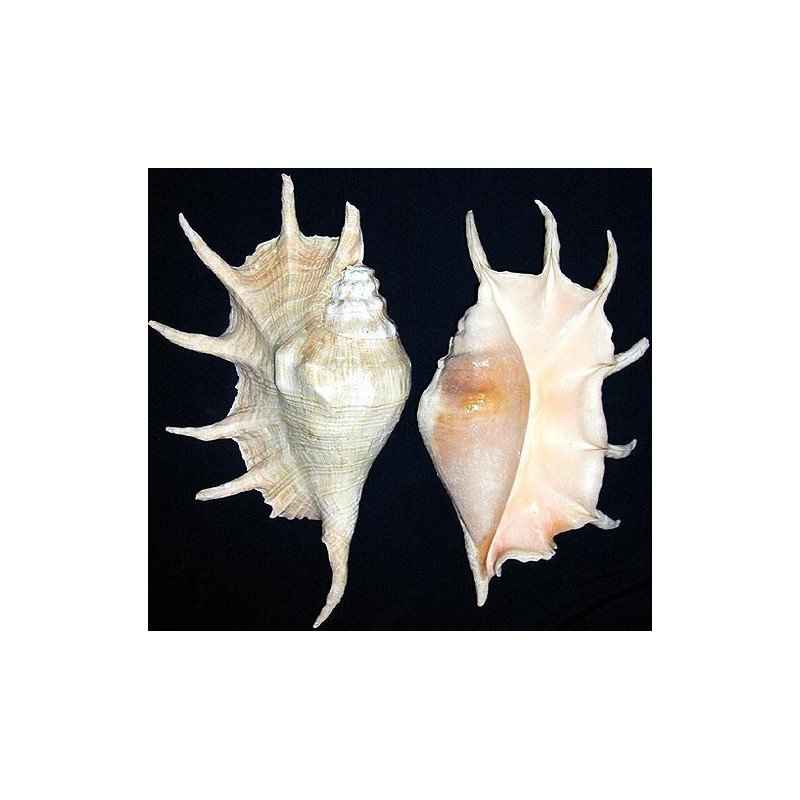 Caracola Lambys Truncata África