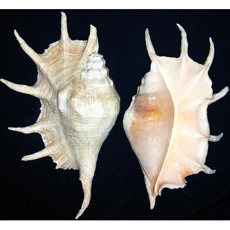 Caracola Lambys Truncata África