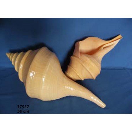 Caracola Syrinx Aruanus