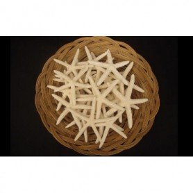Estrella de mar dedos disecada