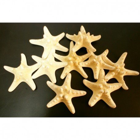 Estrella de mar natural japónica natural