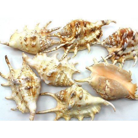 Concha lambys rugosa