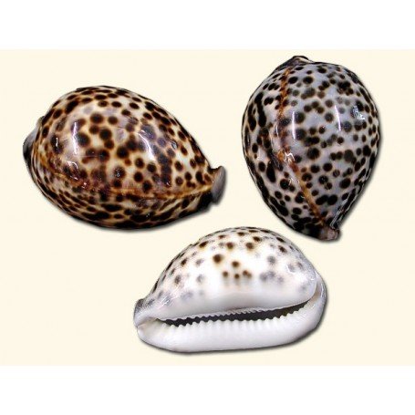 Caracola de mar Cypraea Tigris