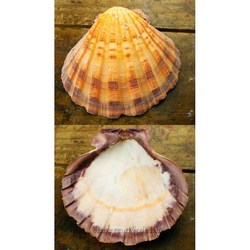 Concha marina Vieira anaranjada