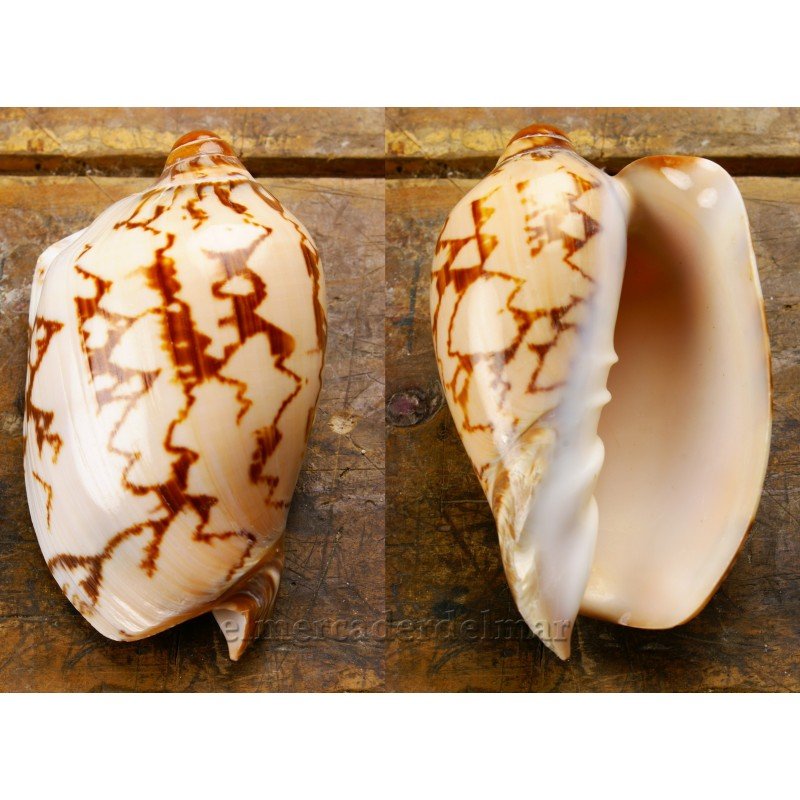 Caracola de mar Voluta Nobilis