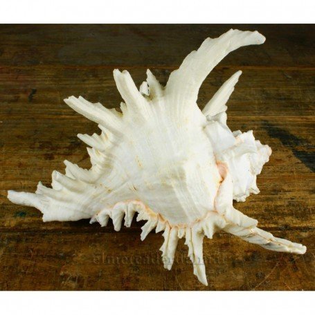 Caracola Murex Ramosus