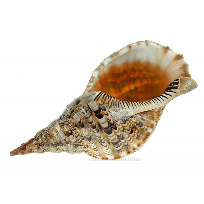 Caracola del Mar Tritón Charonia