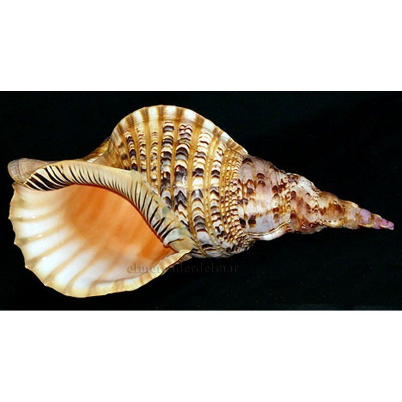 Caracola del Mar Tritón Charonia