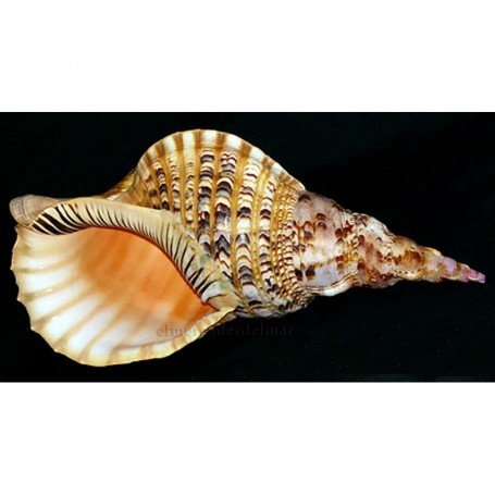 Caracola del Mar Tritón Charonia