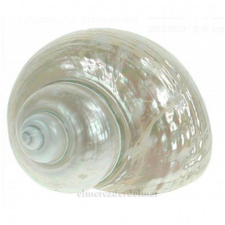 Caracola Turbo Nácar