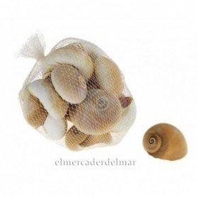 Caracoles de mar