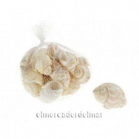 Caracoles de mar