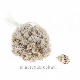 Caracolas de mar 