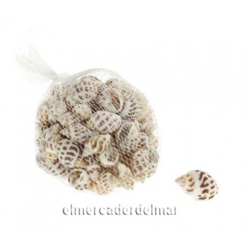 Caracolas de mar 