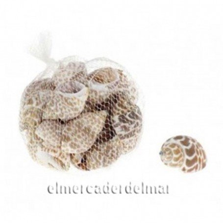 Caracolas de mar