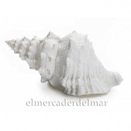 Caracola marina Caracola marina