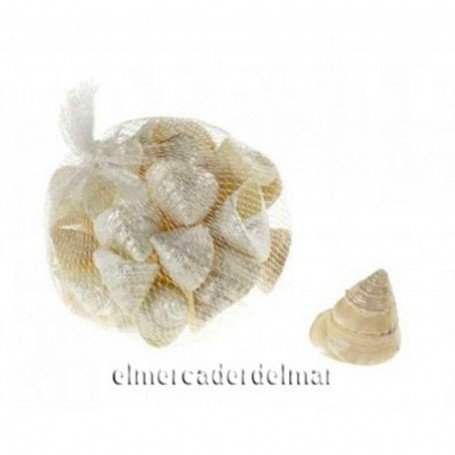 Caracoles de mar Caracoles de mar