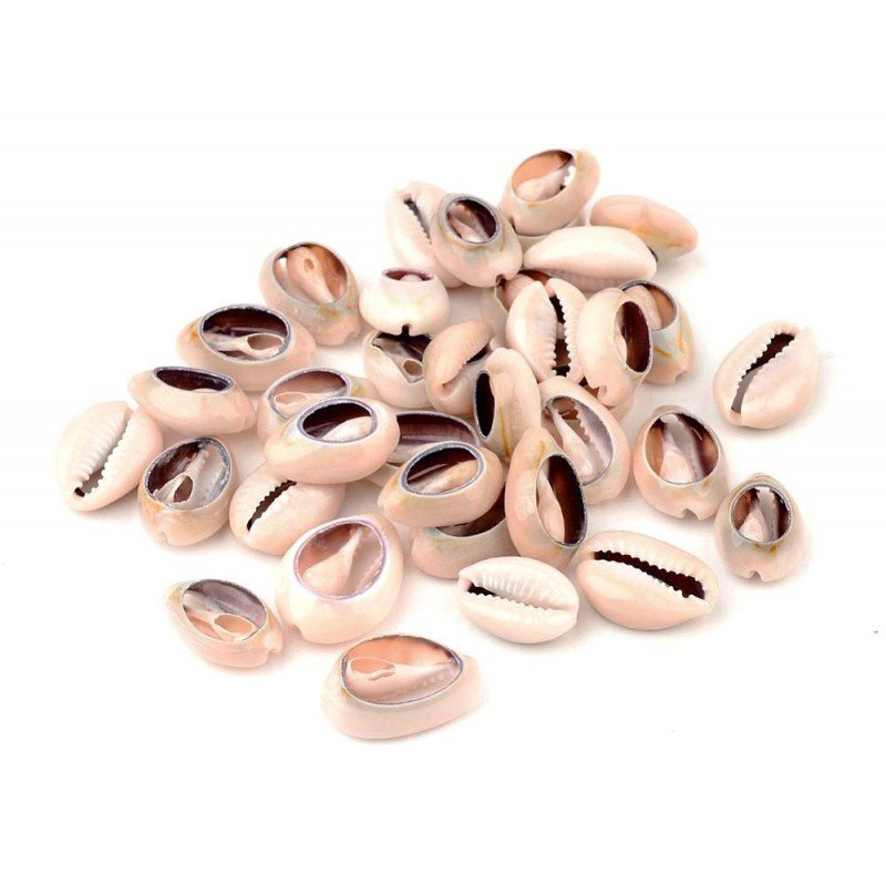 Concha Cypraea Annulus cortado