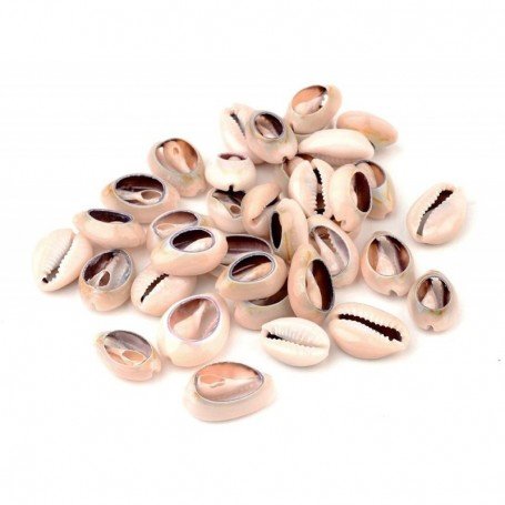 Concha Cypraea Annulus cortado