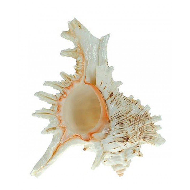 Caracola Murex Ramosus