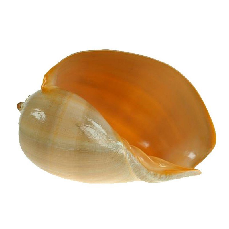 Concha de mar Melo Diadema