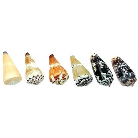 Caracola mar Conus Variados
