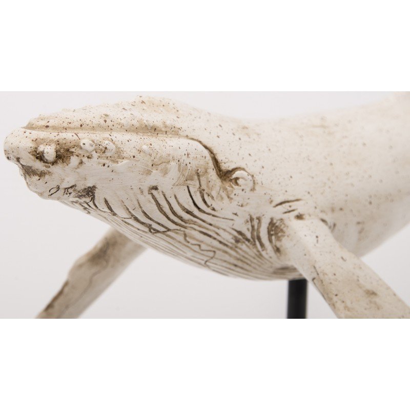 detalle ballena marina