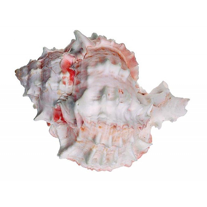 Caracola murex rosácea