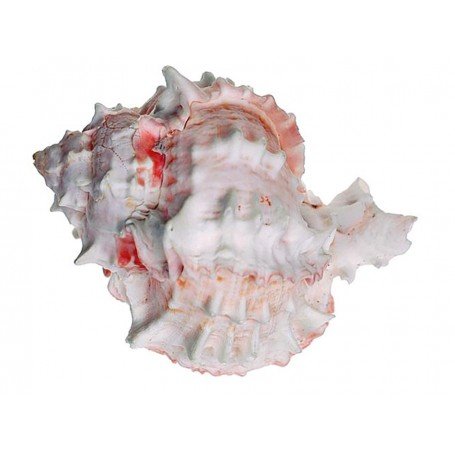 Caracola murex rosácea