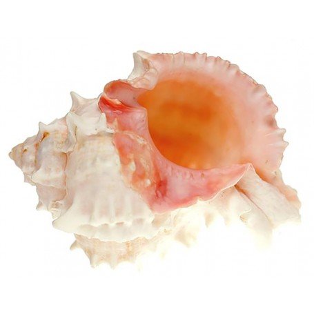 Caracola murex brasica