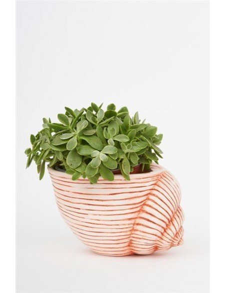 Tiesto caracola resina Tiesto caracola resina